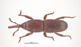 granary-weevil