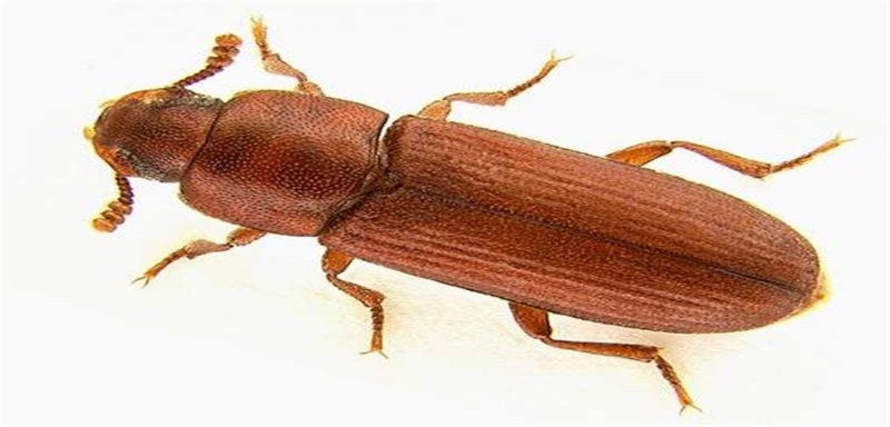 red-flour-beetle